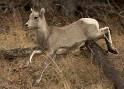 big horn lamb